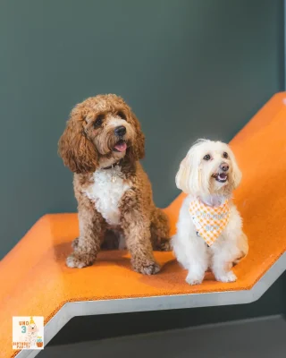 Deux chiens avec bandanas lors d'un anniversaire chez Puppy Corner à Metz