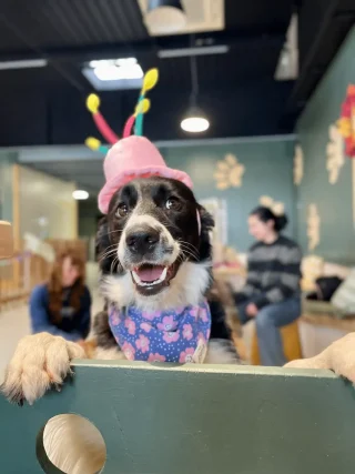 Chien avec chapeau de fête lors d'un anniversaire chez Puppy Corner à Metz