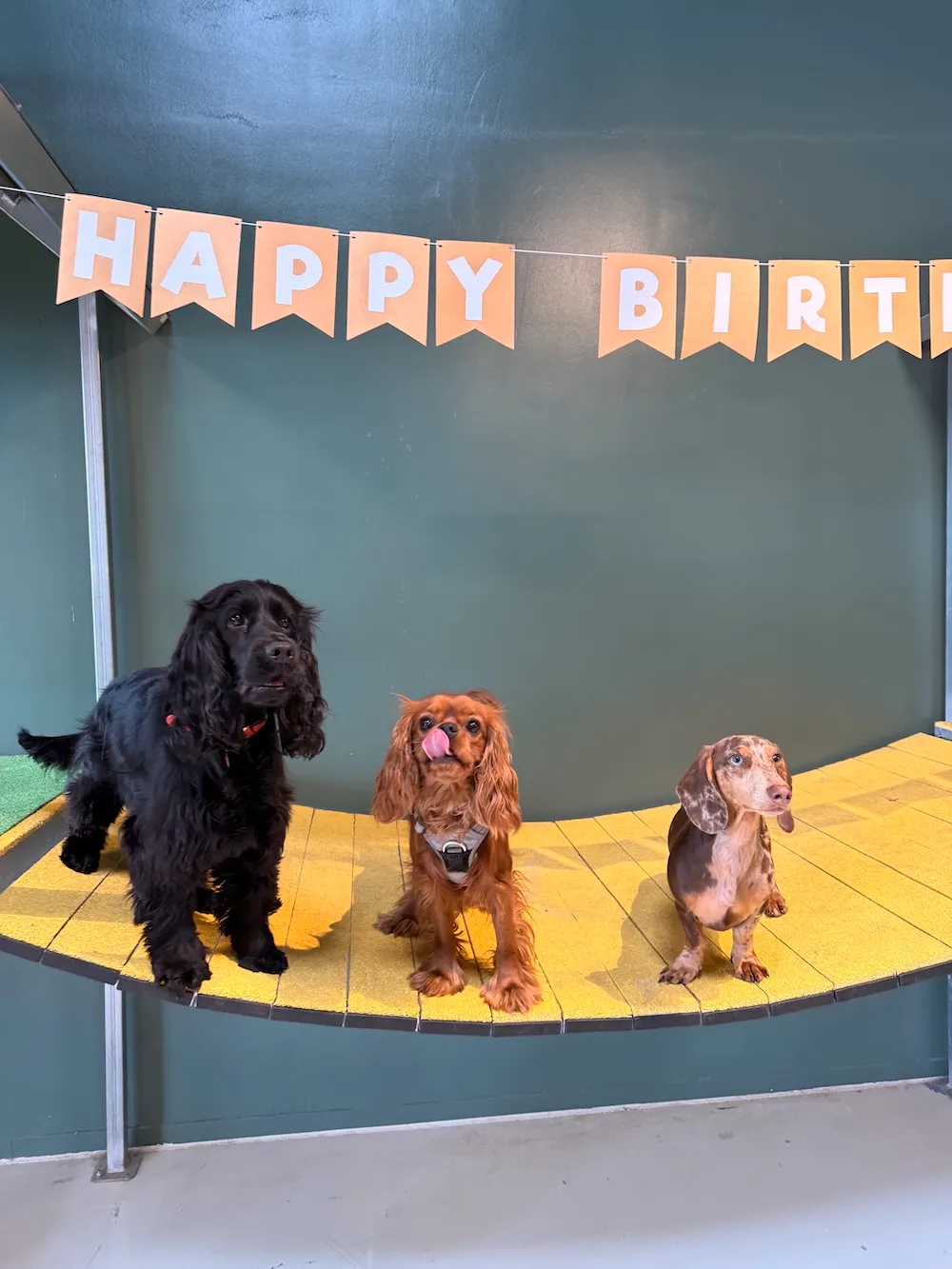 Trois chiens posent devant la banderole Happy Birthday chez Puppy Corner
