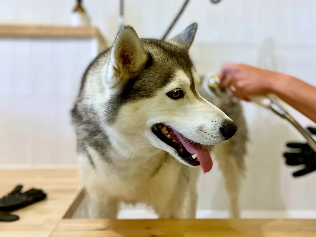 Husky en train d'être lavé au dogwash Puppy Corner à Metz