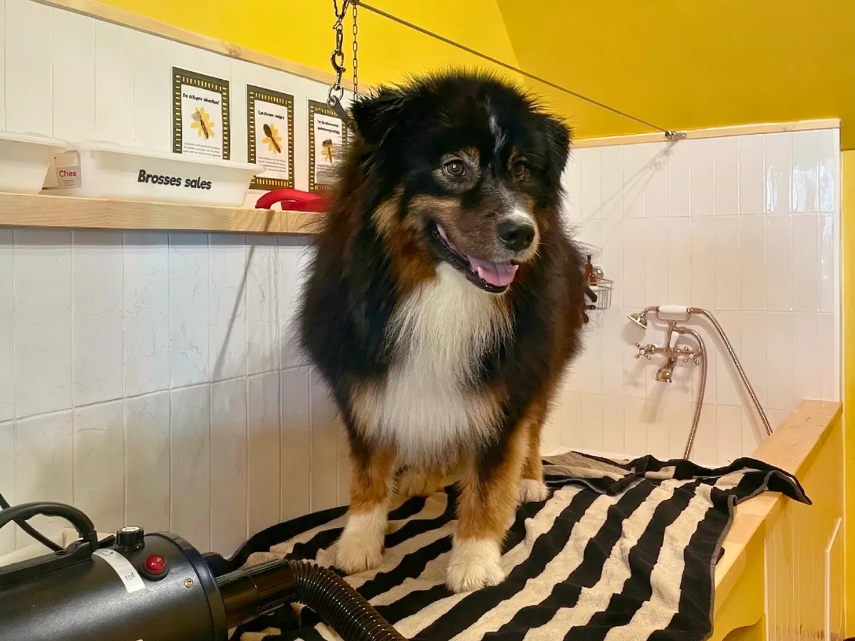 Berger australien sur la table de séchage avec matériel professionnel au dogwash Puppy Corner