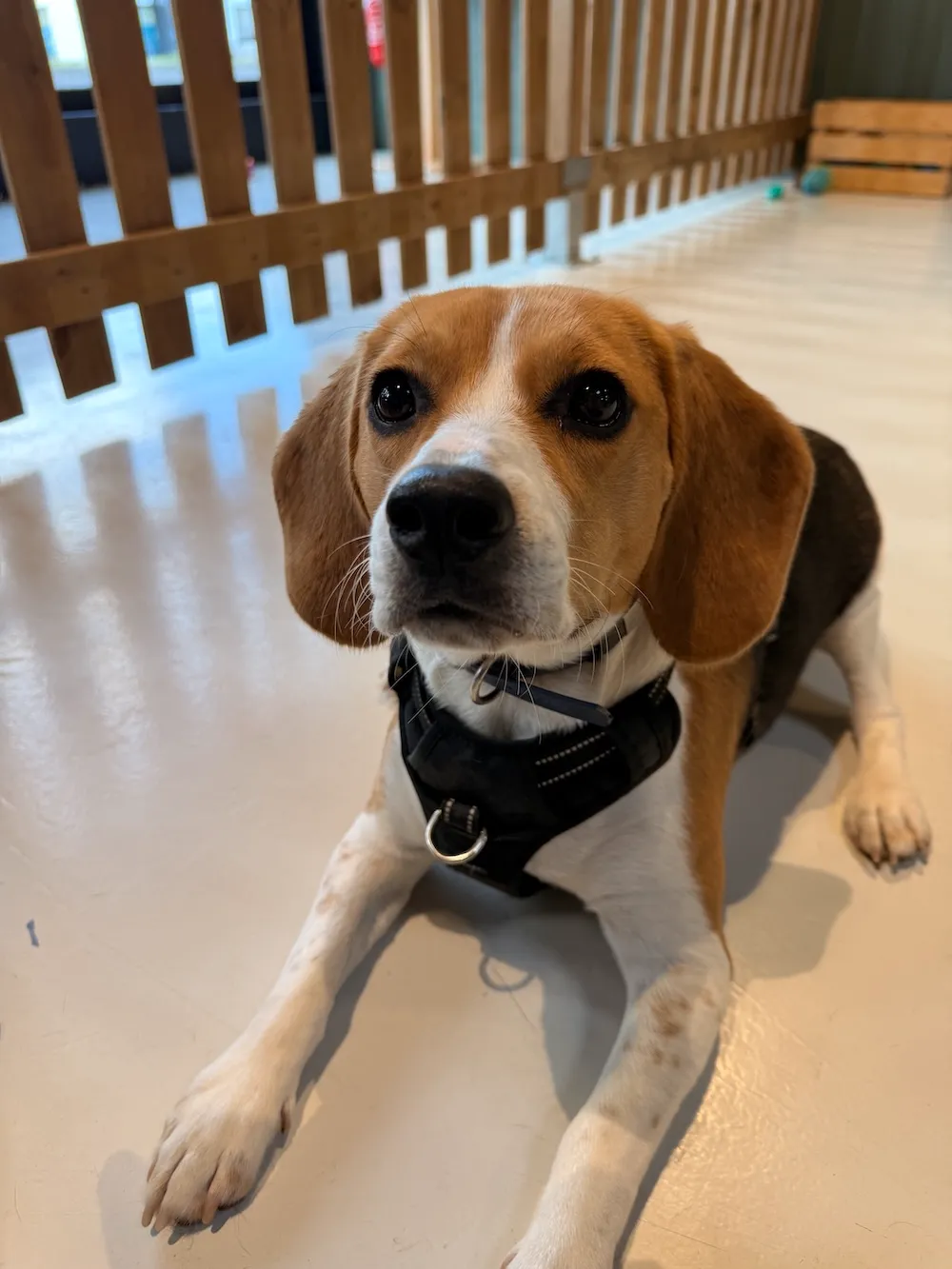 Beagle tricolore allongé à la récréation canine Puppy Corner