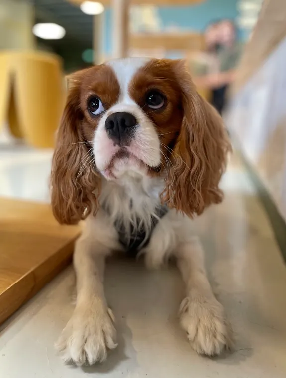 Cavalier King Charles allongé