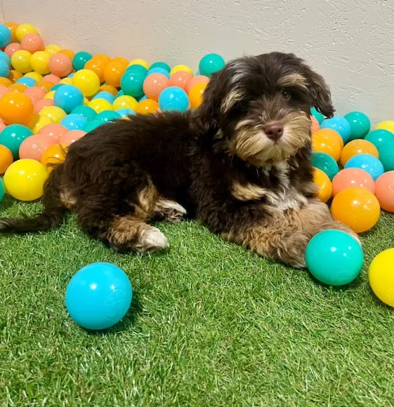 Petit chien de race Toy