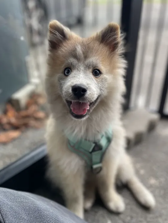 Chiot en socialisation