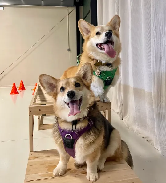 Corgis en récréation