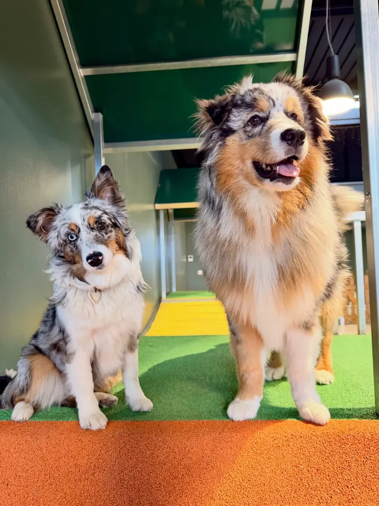 Bergers australiens à Puppy Corner