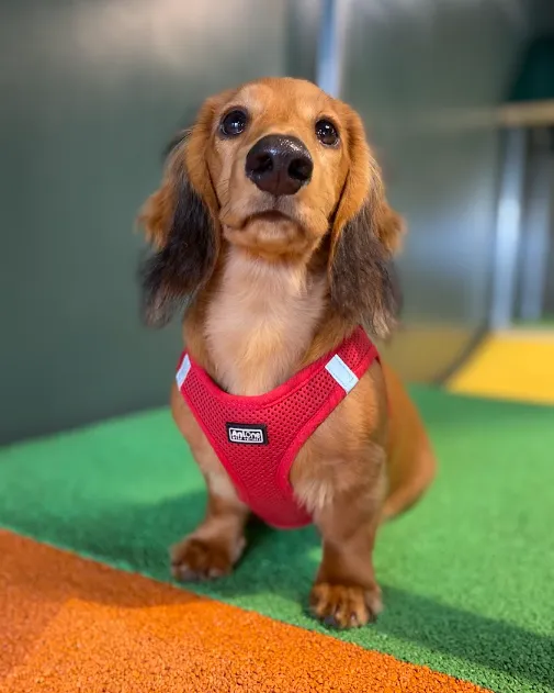 Petit chien souriant