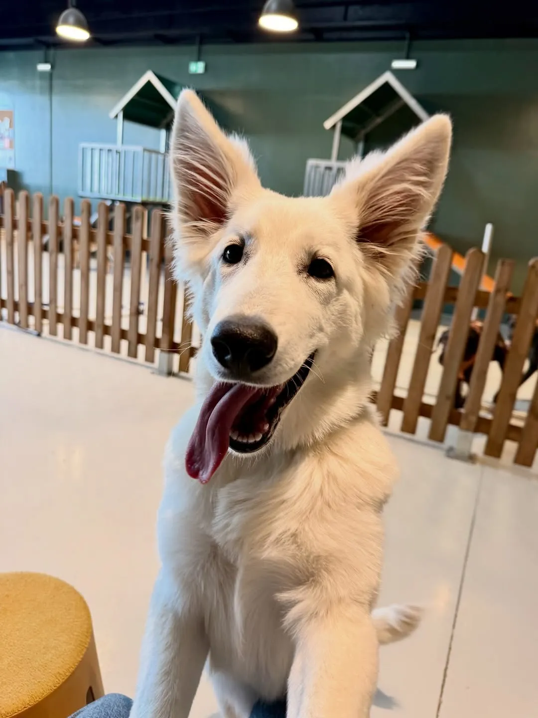 Berger blanc suisse souriant à la garderie de Metz