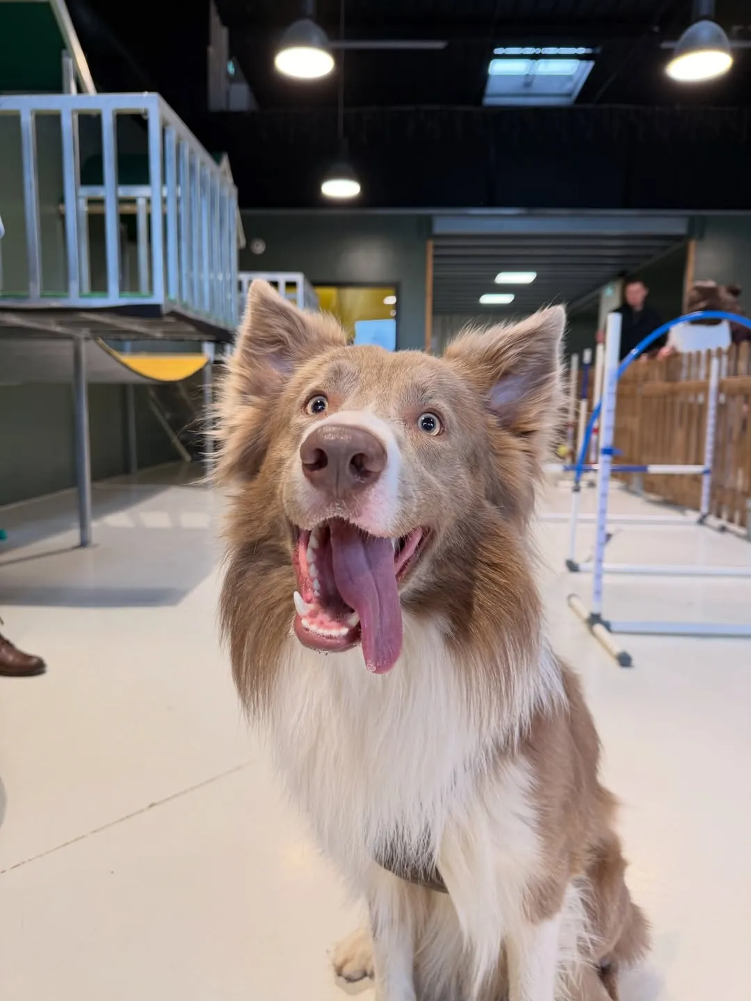 Border Collie heureux dans l'espace de jeux Puppy Corner