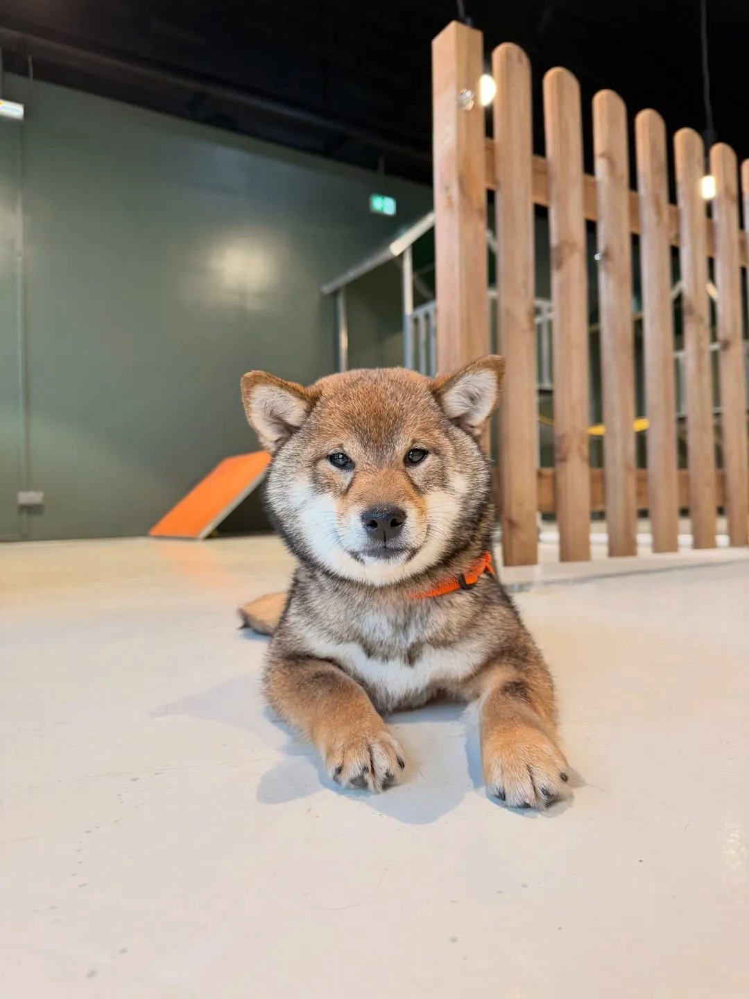 Chiot Shiba Inu allongé dans la garderie Puppy Corner