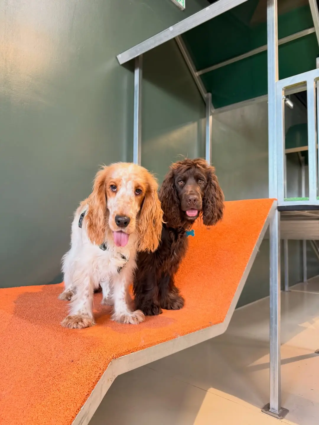Deux chiens sur la rampe orange de l'aire de jeux Puppy Corner