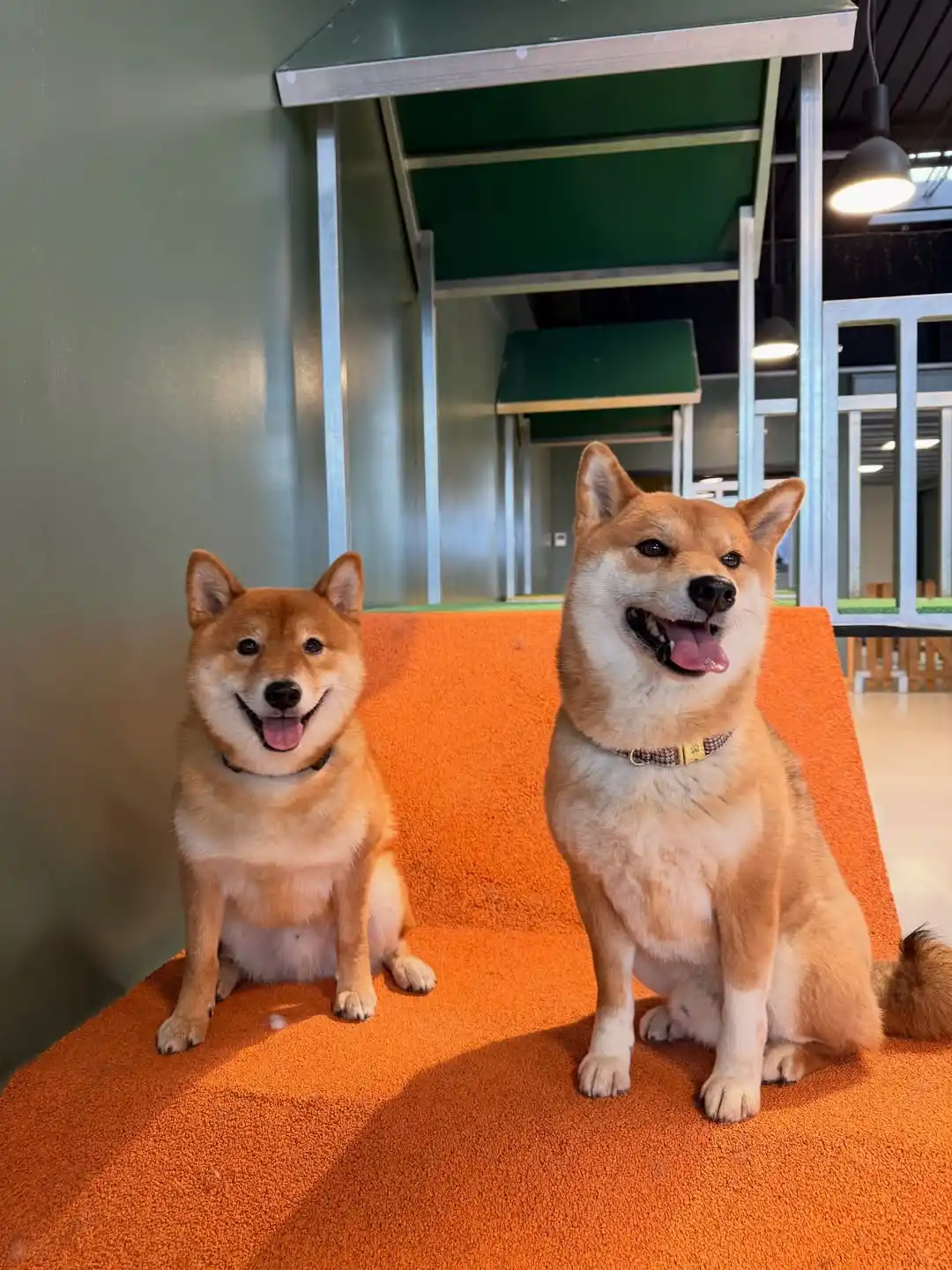 Deux Shiba Inu souriants à la garderie canine Puppy Corner Metz
