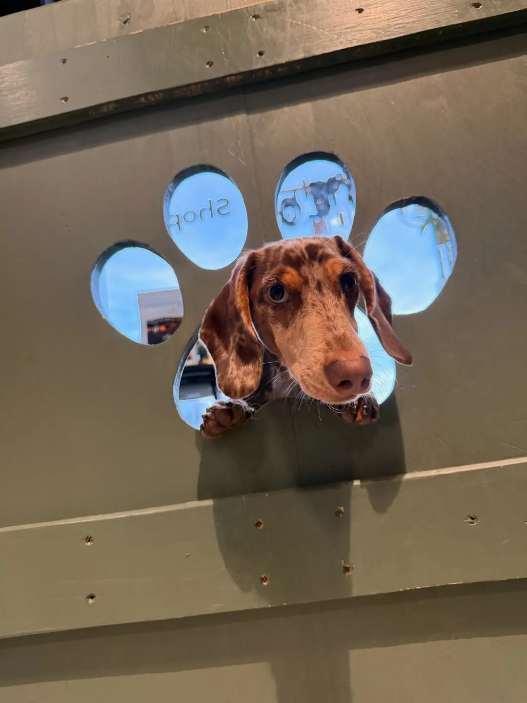 Teckel qui passe la tête par la fenêtre en forme de patte à Puppy Corner