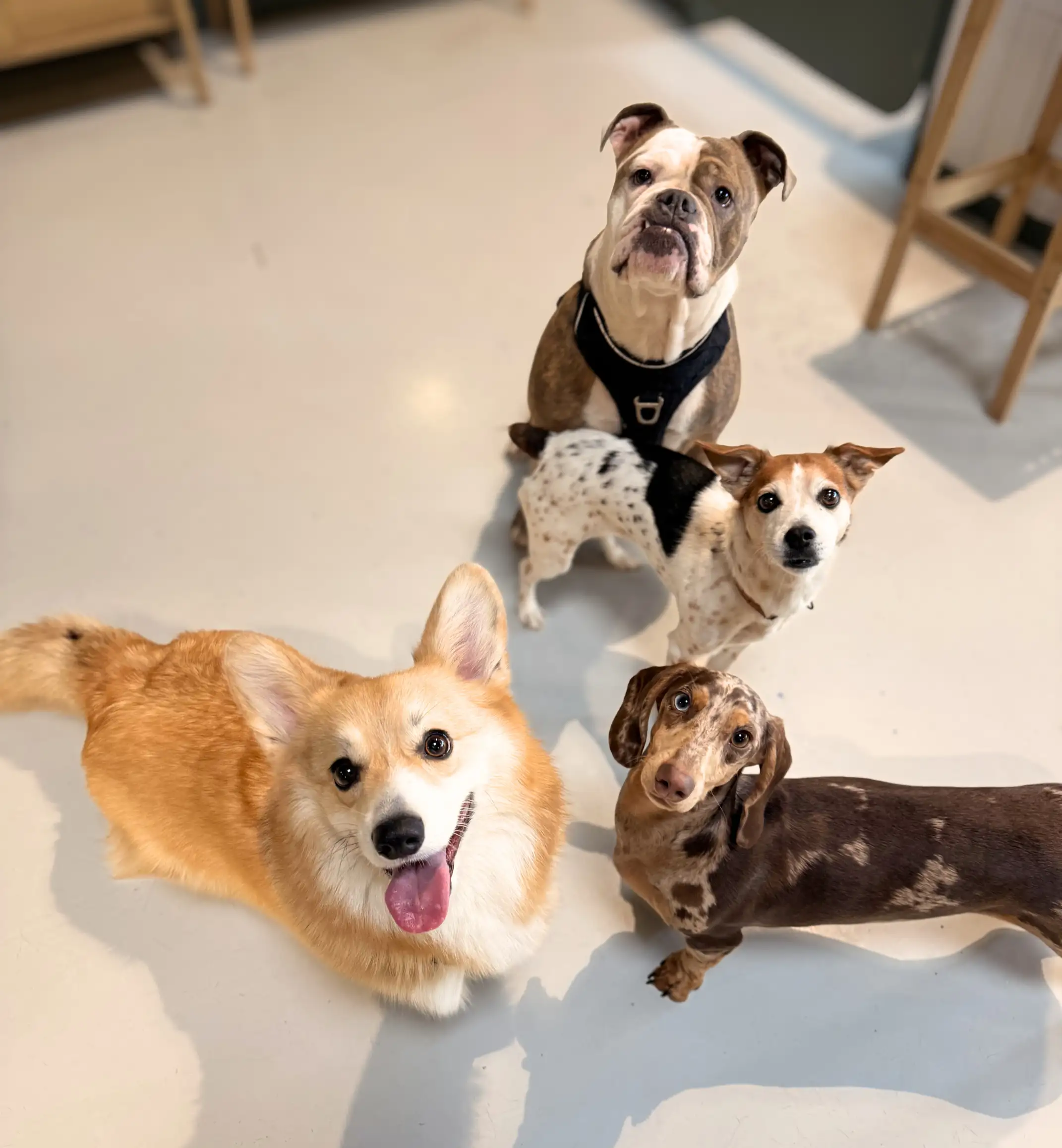 Groupe de chiens en garderie canine Puppy Corner : bulldog, berger australien, teckel et goldendoodle sur la rampe de jeux