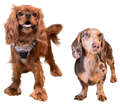 Deux chiens heureux à la garderie canine Puppy Corner à Metz : un Cavalier King Charles et un teckel