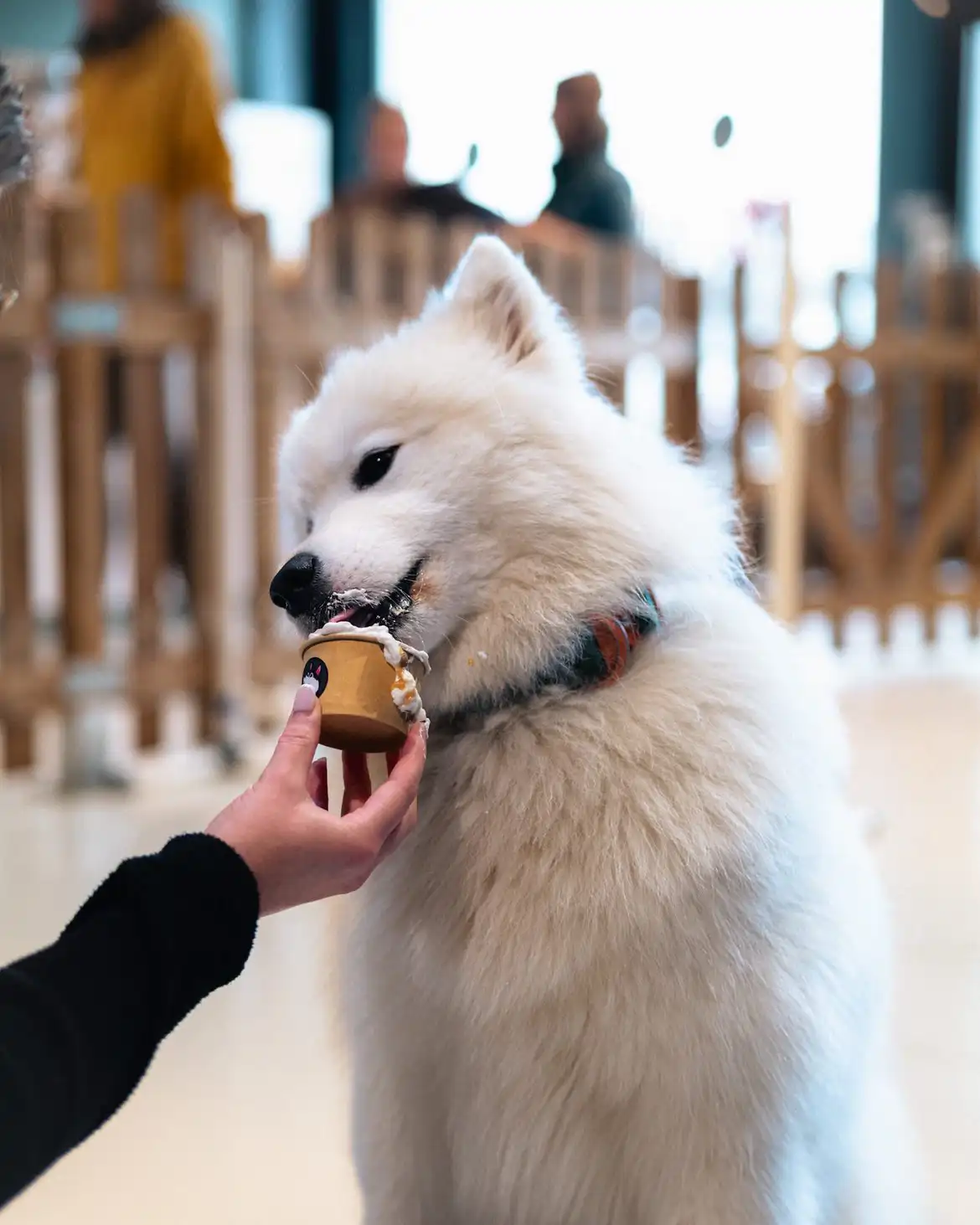 Puppycino offert pour l'anniversaire de votre chien chez Puppy Corner