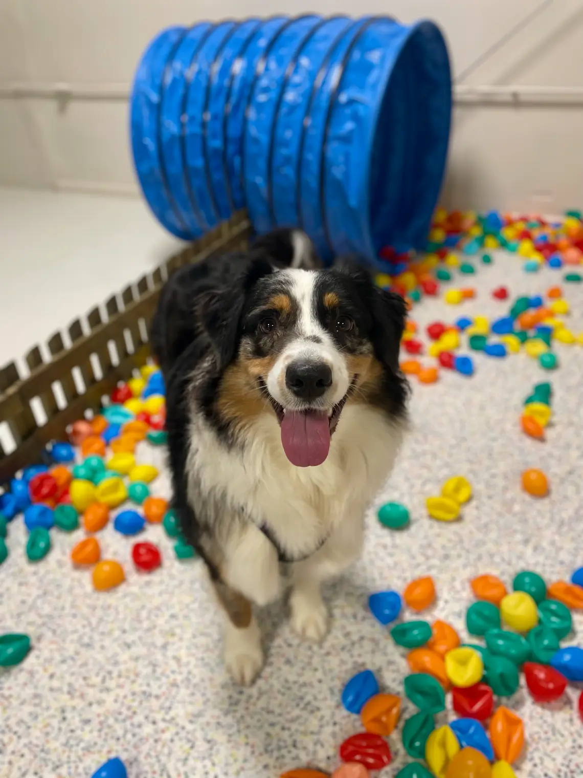 Berger Australien avec jouets et tunnel à la récréation canine de Metz