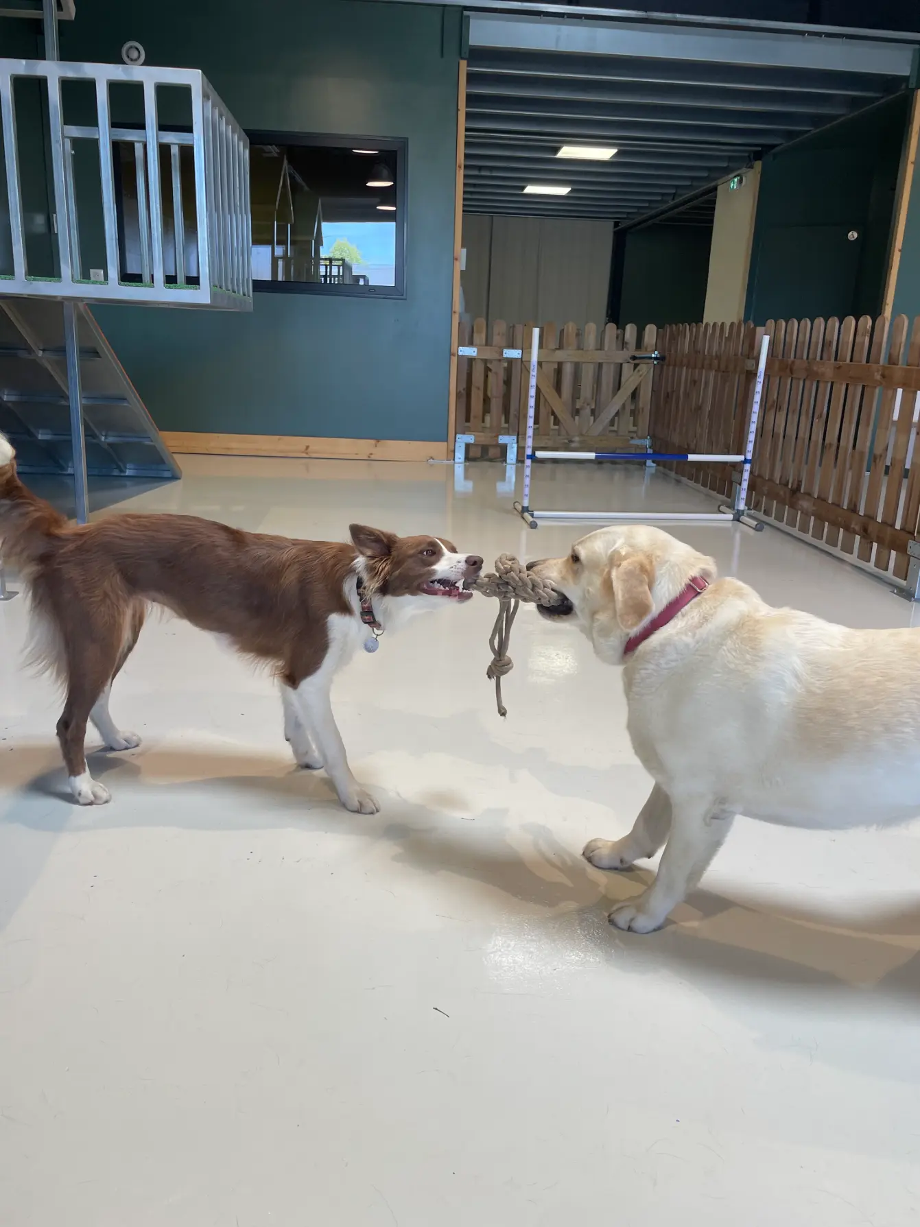 Chiens jouant à la corde pendant la récréation canine Puppy Corner