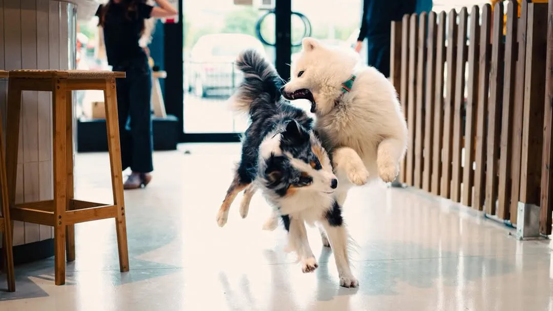 Chiens qui jouent ensemble pendant la récréation canine Puppy Corner Metz