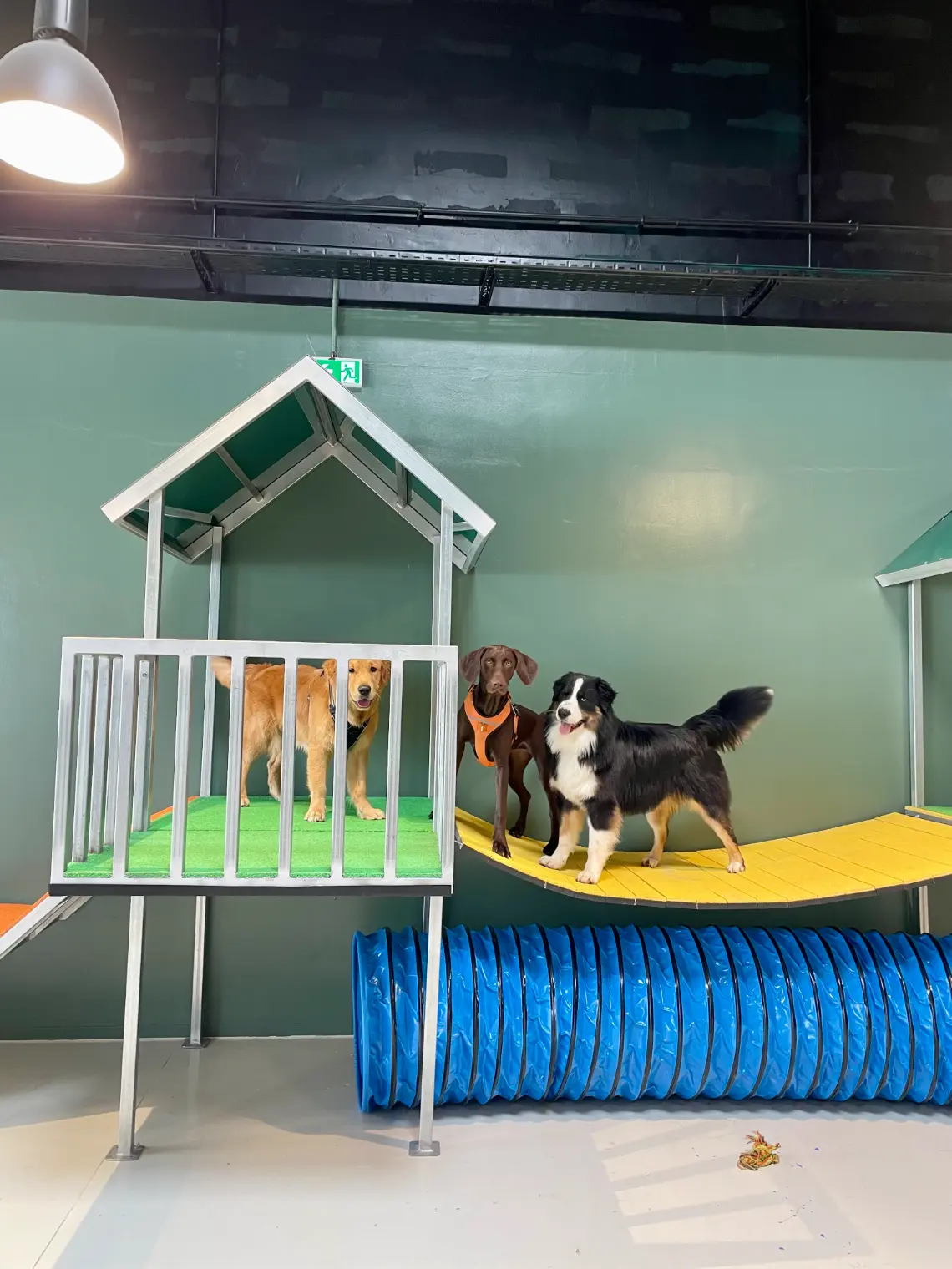 Chiens sur la plateforme et cabane de l'aire de jeux Puppy Corner