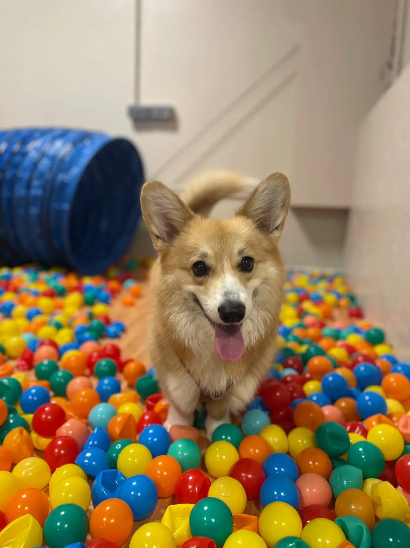 Corgi dans la piscine à balles de la récréation canine Puppy Corner