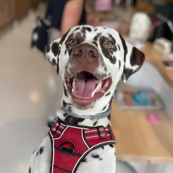 Dalmatien souriant à la récréation Puppy Corner Metz