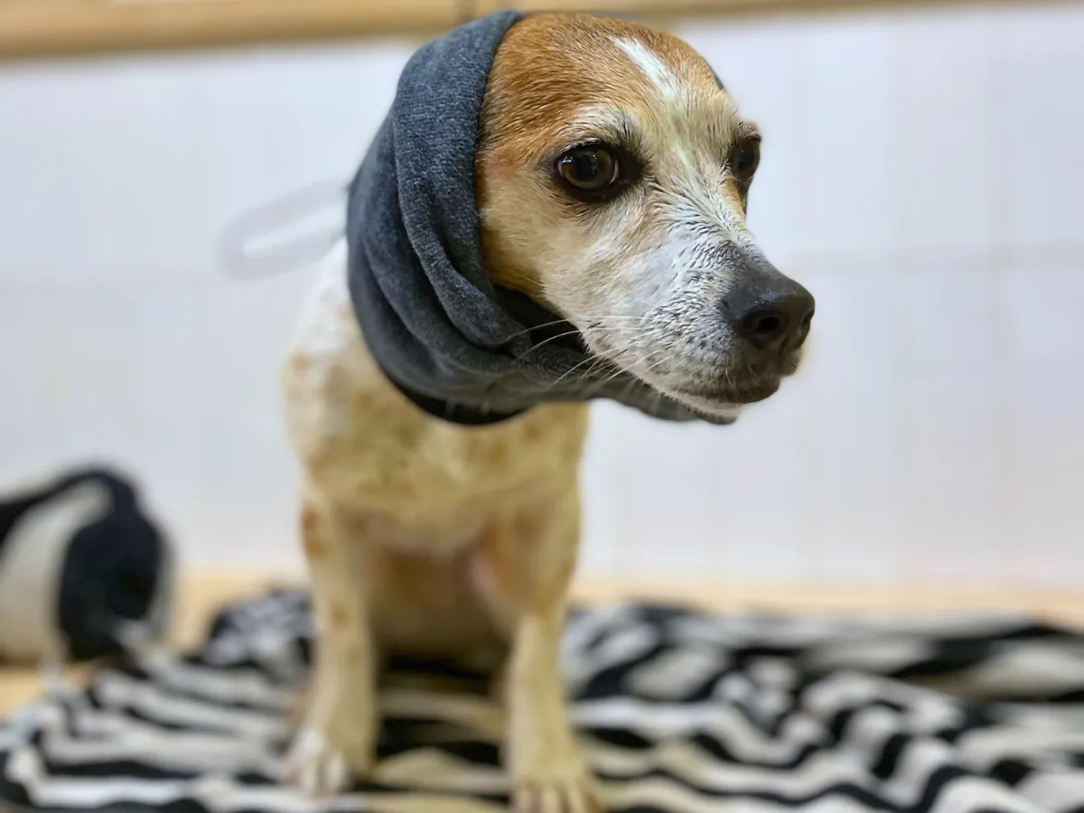 Petit chien avec snood après son lavage au dogwash Puppy Corner à Metz